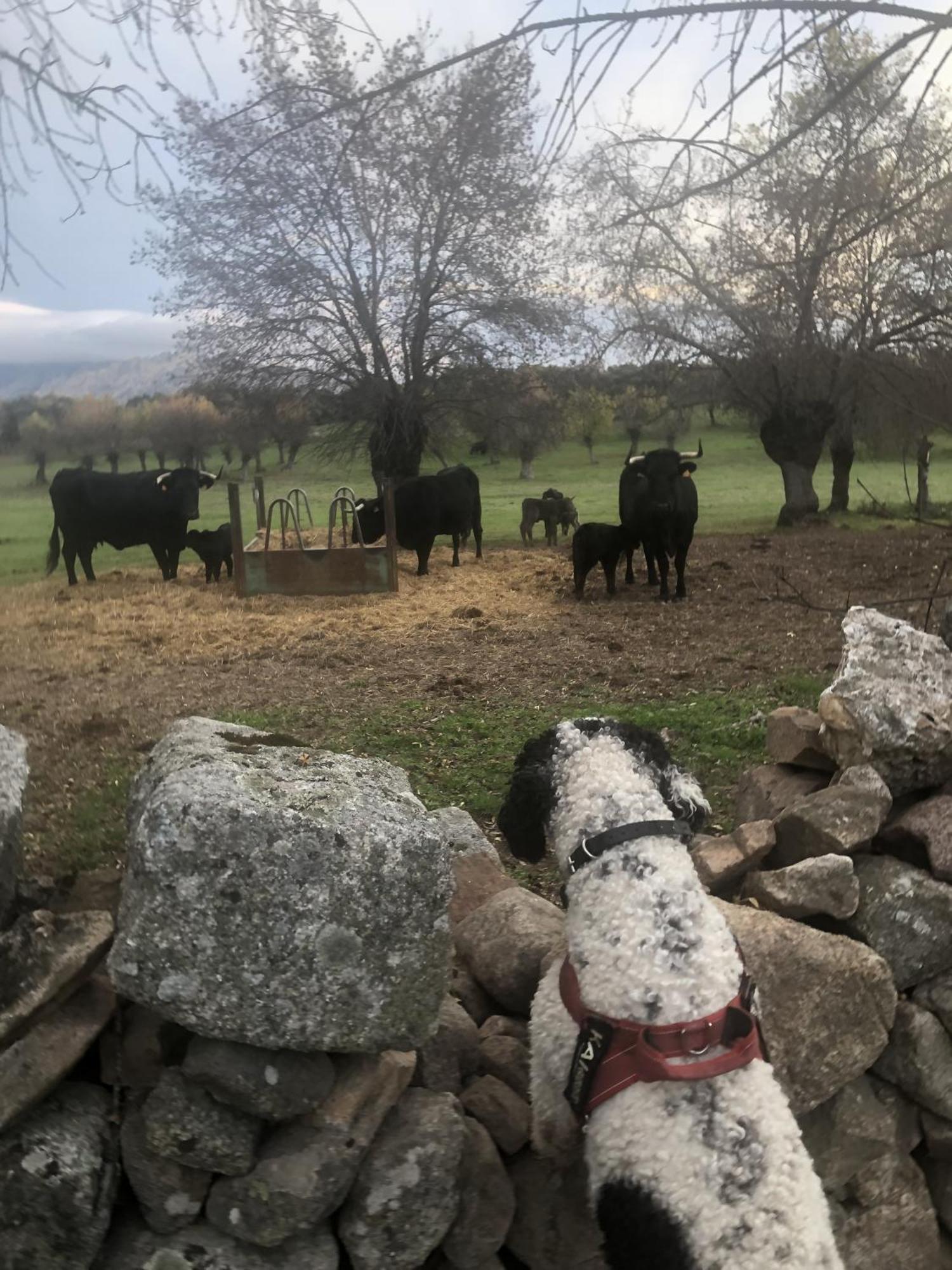 Alojamiento Rural El Petirrojo Cerceda  エクステリア 写真
